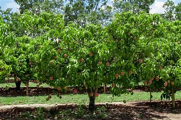 mango tree